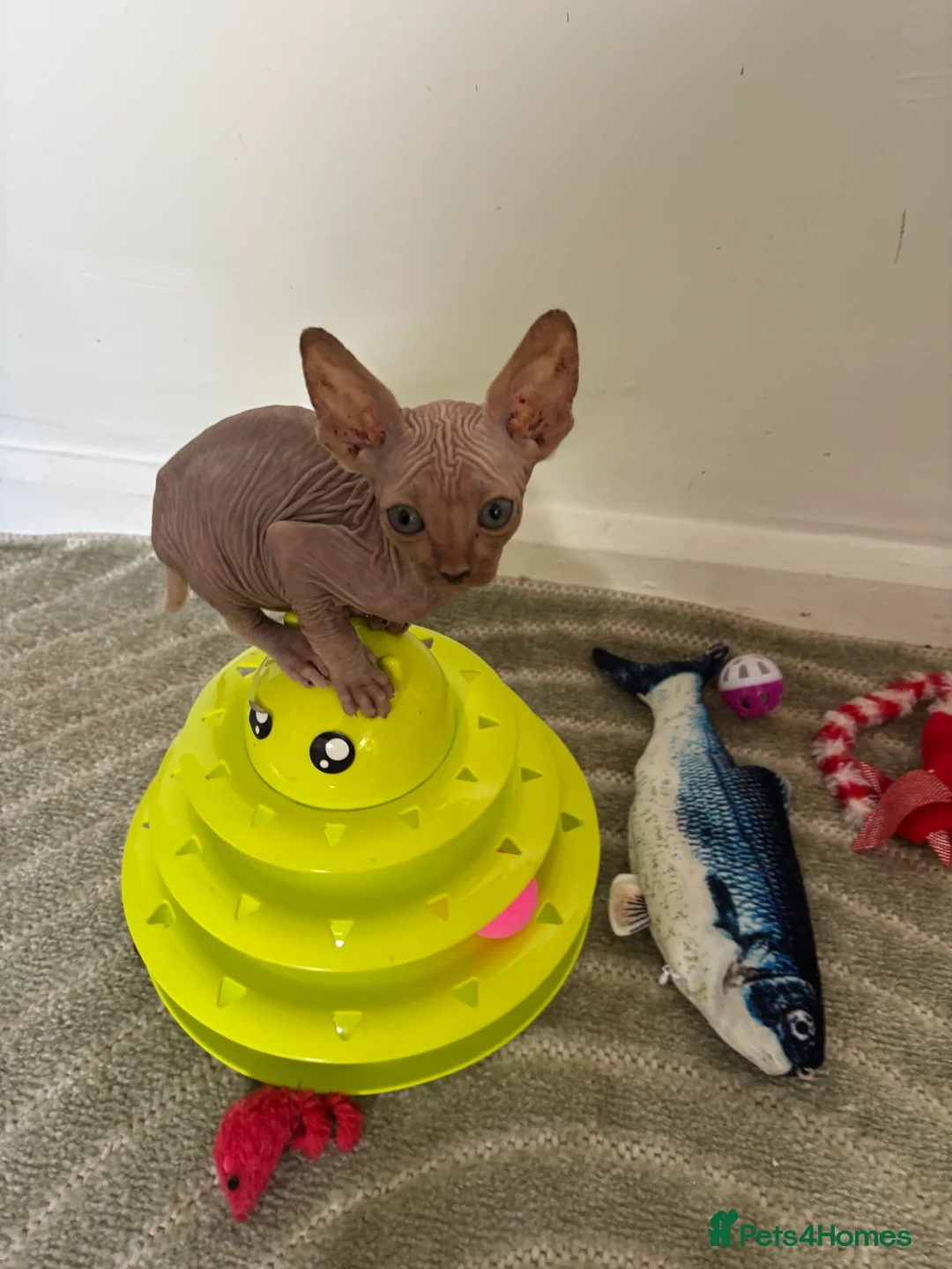 Sphynx cats for sale: canadian sphynx - Advert 2