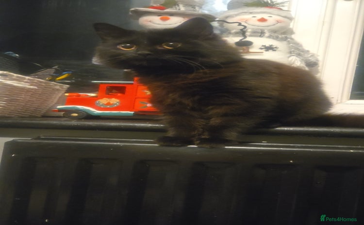 Maine Coon cats - Advert 5