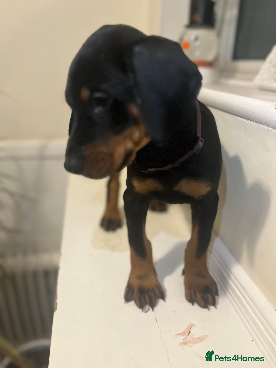Dobermann dogs for sale: 🏆Supreme Dobermanns - Where Excellence Begins 🏆 - Advert 24