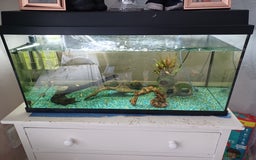 Other/Mixed Breed fish for sale: Fish tank and fish full set up need gone £40 - Image 1