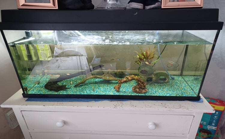 Other/Mixed Breed fish - Advert 1