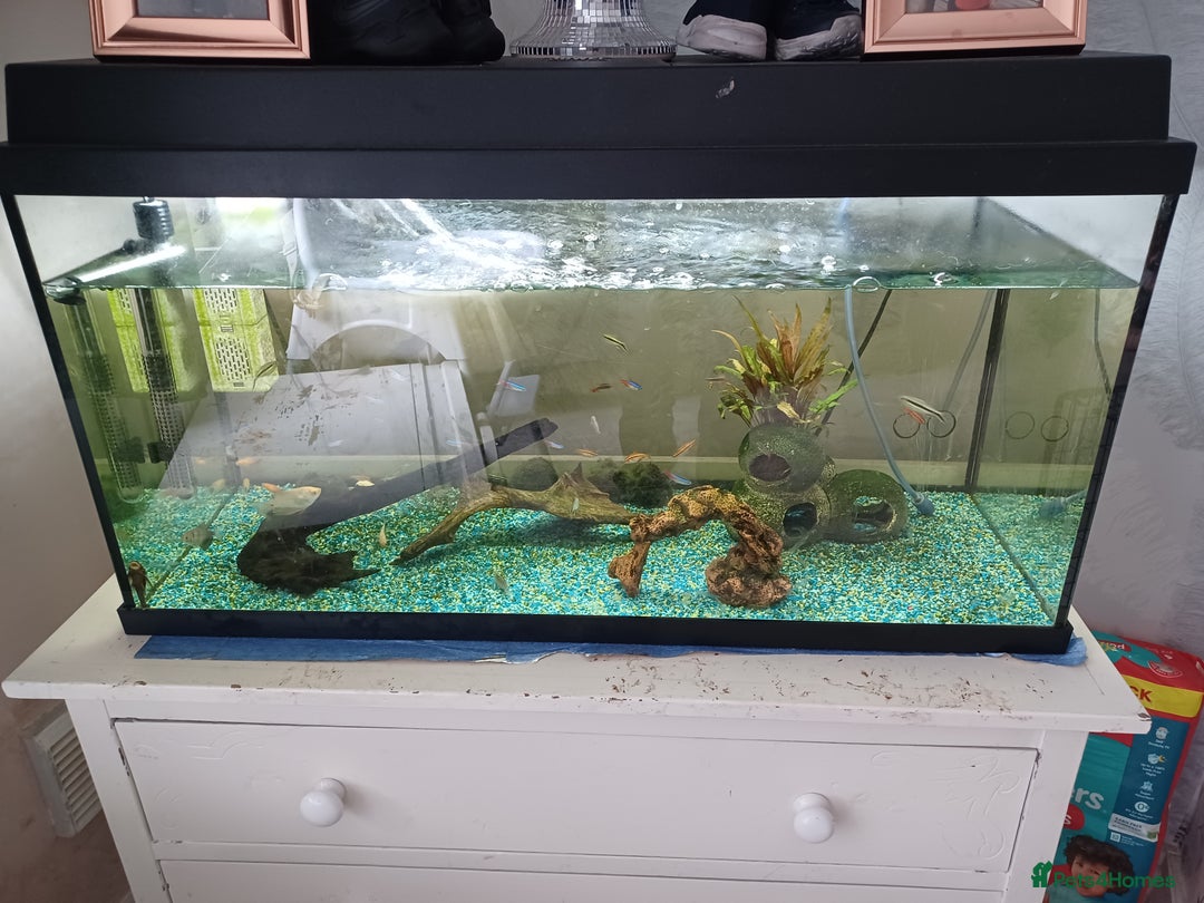 Other/Mixed Breed fish for sale: Fish tank and fish full set up need gone £40 - Image 1
