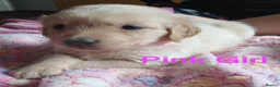 Golden Retriever dogs for sale: Beautiful Home Raised Golden Retriever Puppies - Advert 19