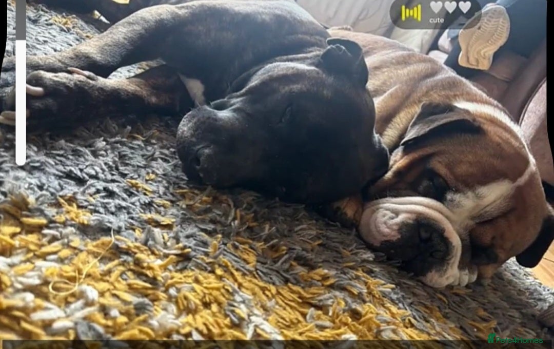English Bulldog dogs English bulldog for rehoming  - Advert 5