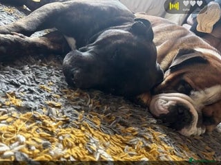 English Bulldog dogs - Advert 9
