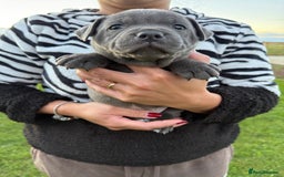 Staffordshire Bull Terrier dogs for sale: Gorgeous KC Reg/Health Tested Blue SBT Puppies - Image 32