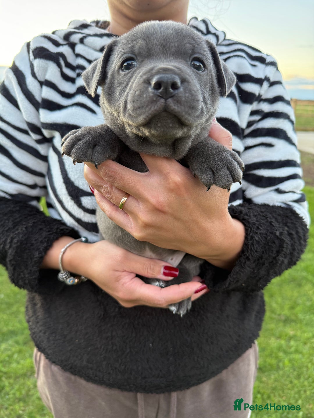 Staffordshire Bull Terrier dogs for sale: Gorgeous KC Reg/Health Tested Blue SBT Puppies - Image 32