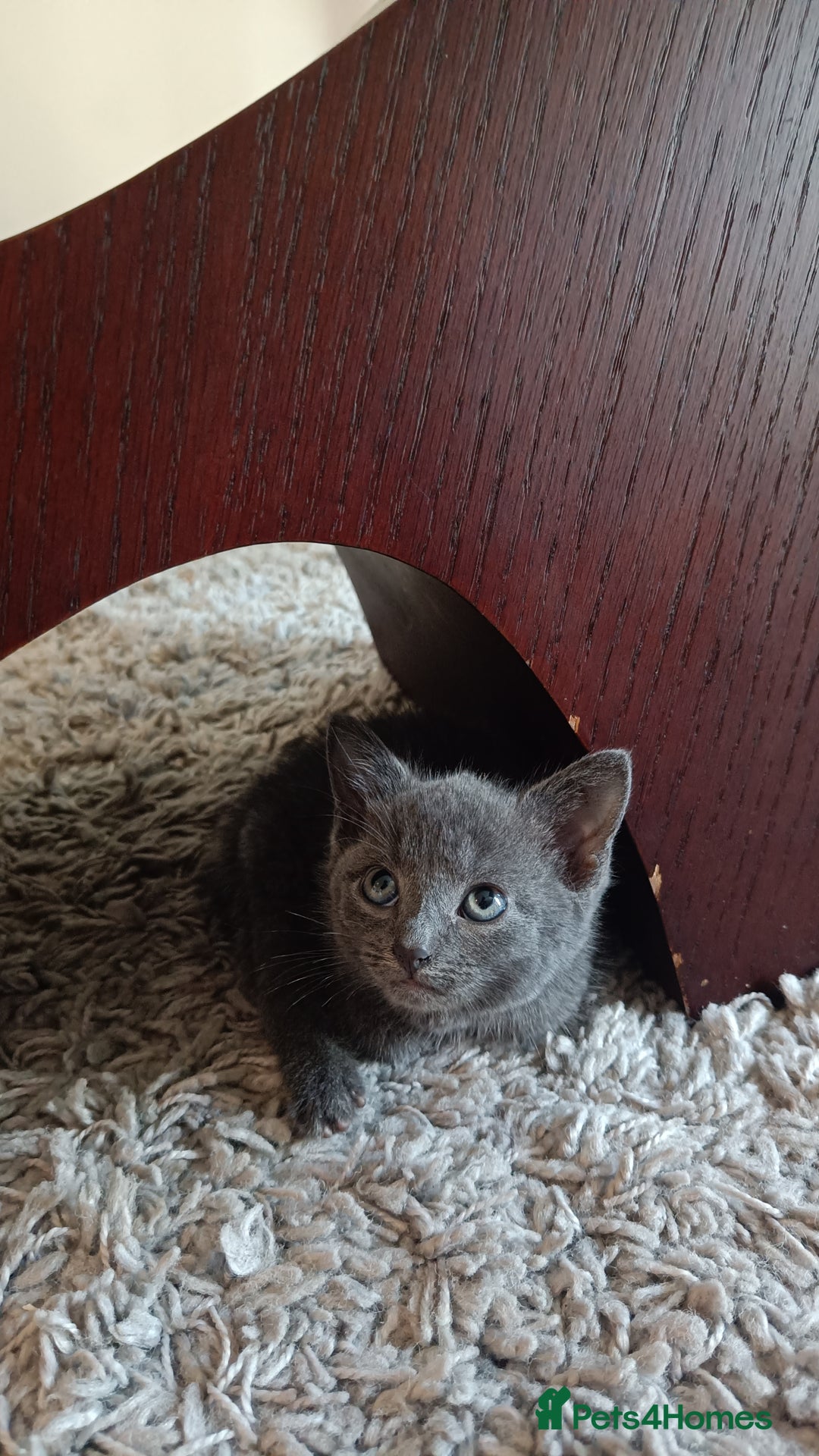 Russian Blue cats for sale: Adorable Silver Grey Russian blue kittens - Image 14