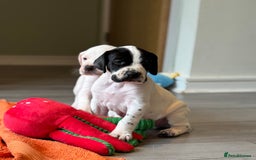 Pointer dogs for sale: Beautiful well bred pointer puppies - Image 1