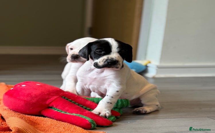 Pointer dogs - Advert 1