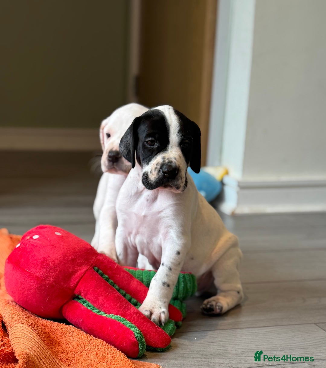 Pointer dogs for sale: Beautiful well bred pointer puppies - Image 1