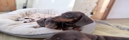 Miniature Dachshund dogs for sale: Quality KC Registered Miniature Dachshund Litter - Advert 11