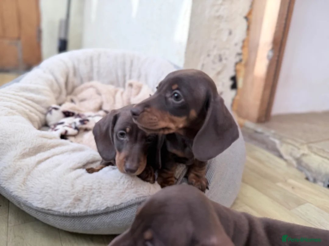 Miniature Dachshund dogs for sale: Quality KC Registered Miniature Dachshund Litter - Advert 11