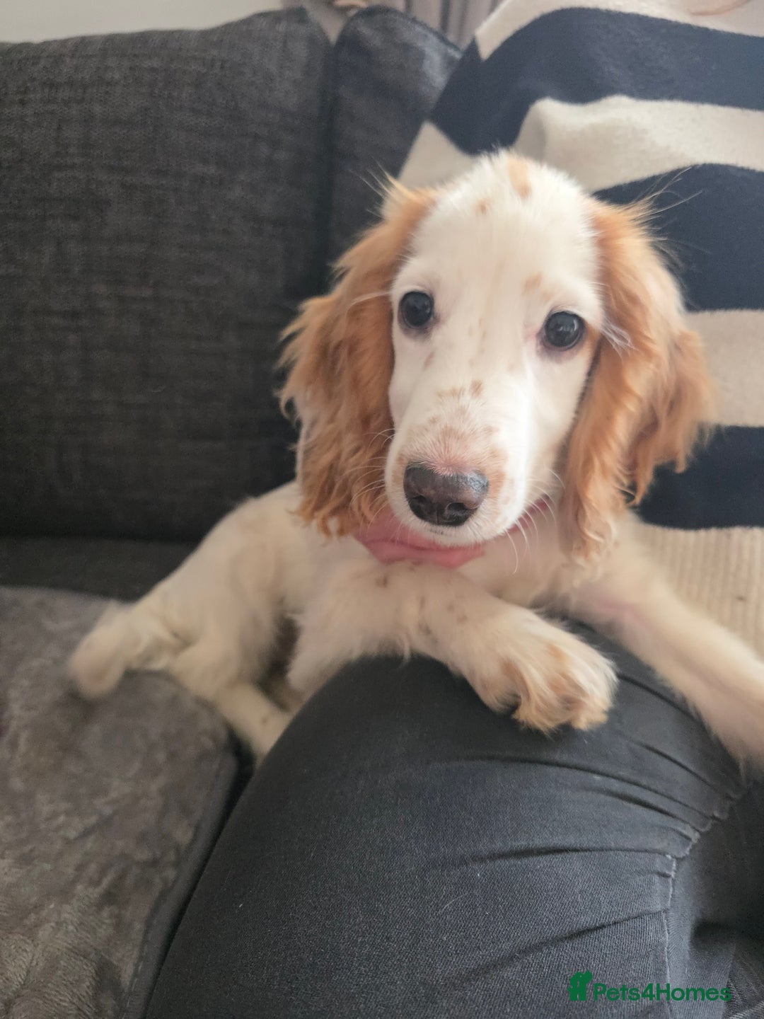 Cocker Spaniel dogs for sale: 18 week old cocker spaniel  please read advert - Advert 1