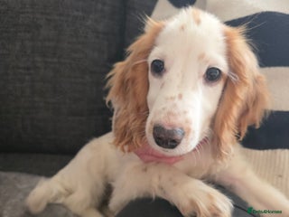 Cocker Spaniel dogs 18 week old cocker spaniel - Advert 1