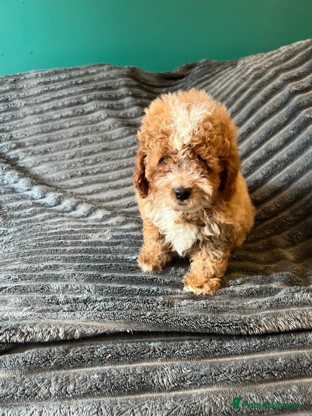 Cavapoo dogs for sale:  ⭐️2 boys left⭐️ - Image 6
