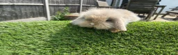 Mini Lion Lop rabbits for sale: Mini Lion Lops for sale  - Advert 7