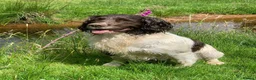 English Springer Spaniel dogs for sale: Springer spaniel puppies for sale  in Exeter - Advert 5