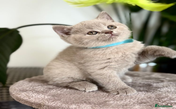 Scottish Fold cats - Advert 15