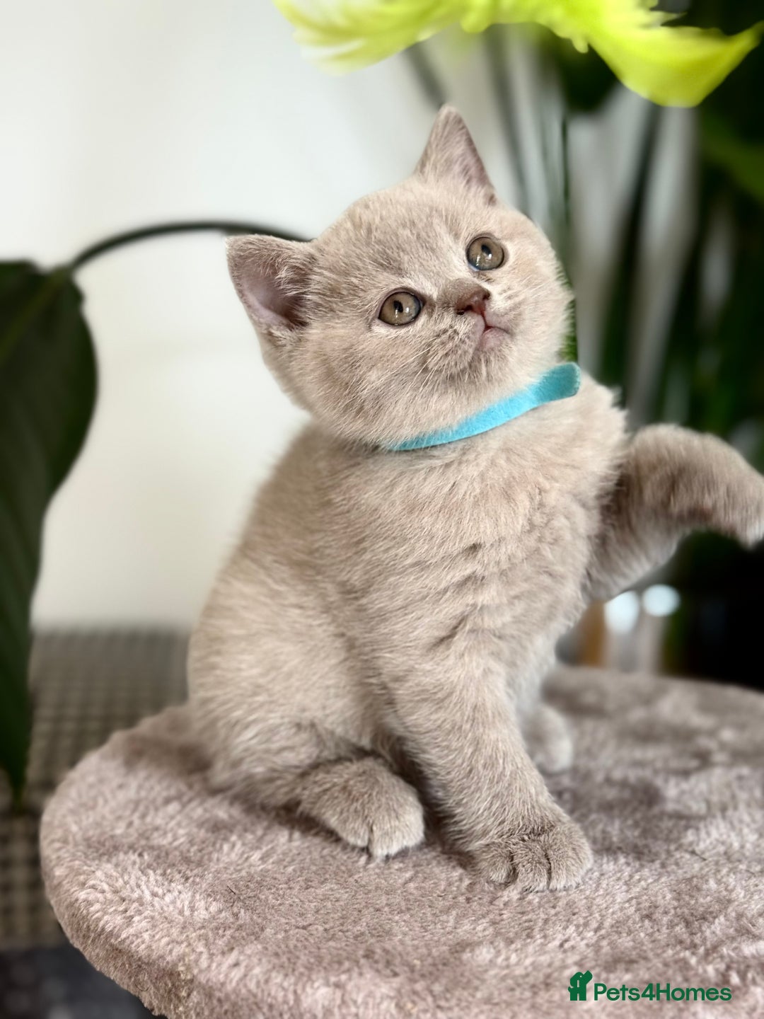 Scottish Fold cats for sale: Scottish straight - Image 11