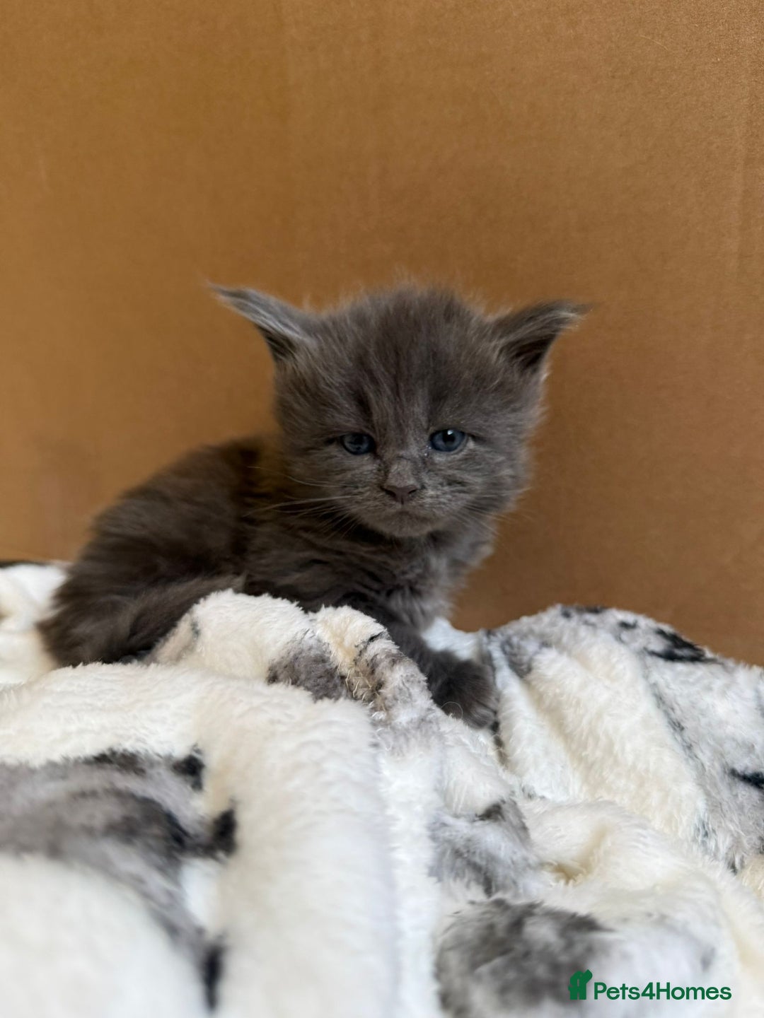 Maine Coon cats for sale: Pedigree Tica Russian Import line Maine Coons - Advert 11