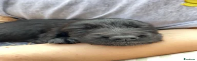 Cocker Spaniel 1
