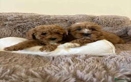Cavapoo dogs for sale: Cavapoo puppy’s Extensively health tested parents - Image 4