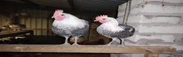 Chickens poultry for sale: 2 Beautiful silver campine cockerels  - Advert 1