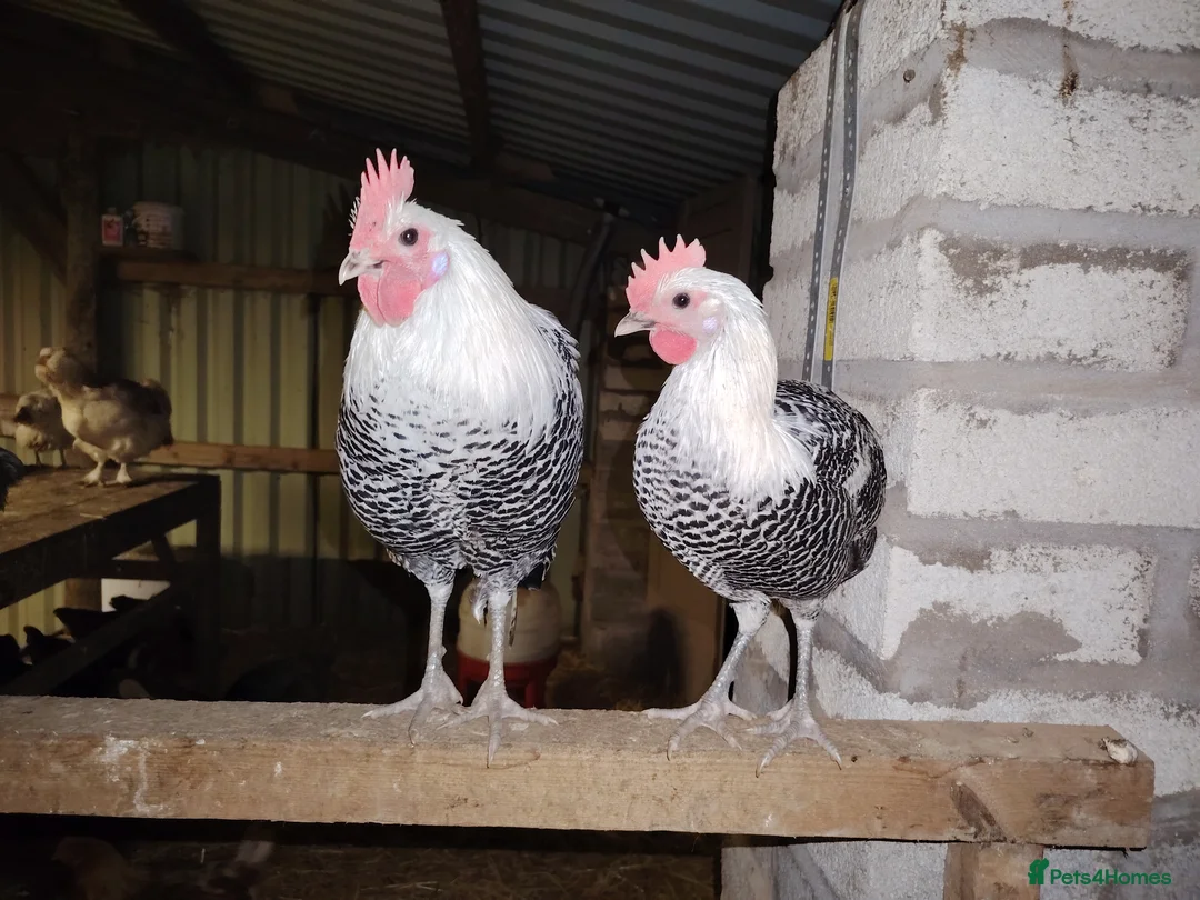 Chickens poultry for sale: 2 Beautiful silver campine cockerels  - Advert 1