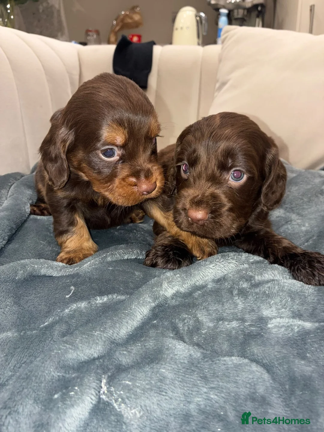 Cockapoo dogs for sale: Gorgeous cockatoo puppies  - Advert 29
