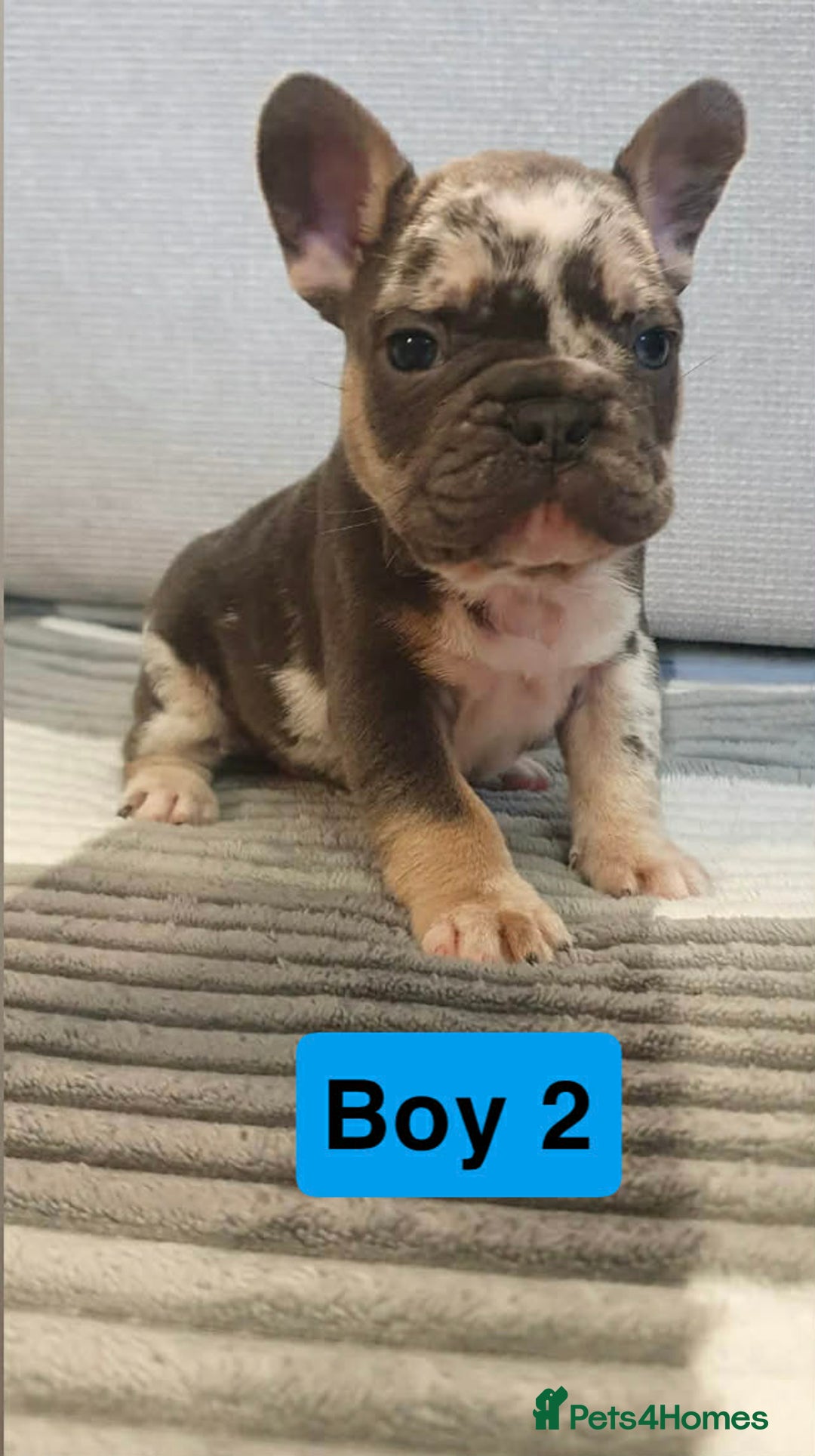 French Bulldog dogs for sale: 🐾 Adorable French Bulldog Puppies for Sale! 🐾  - Advert 8