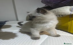 Ragdoll cats for sale: Pure Ragdoll Kittens – 8 Weeks Old–Ready in 2 Days - Advert 12