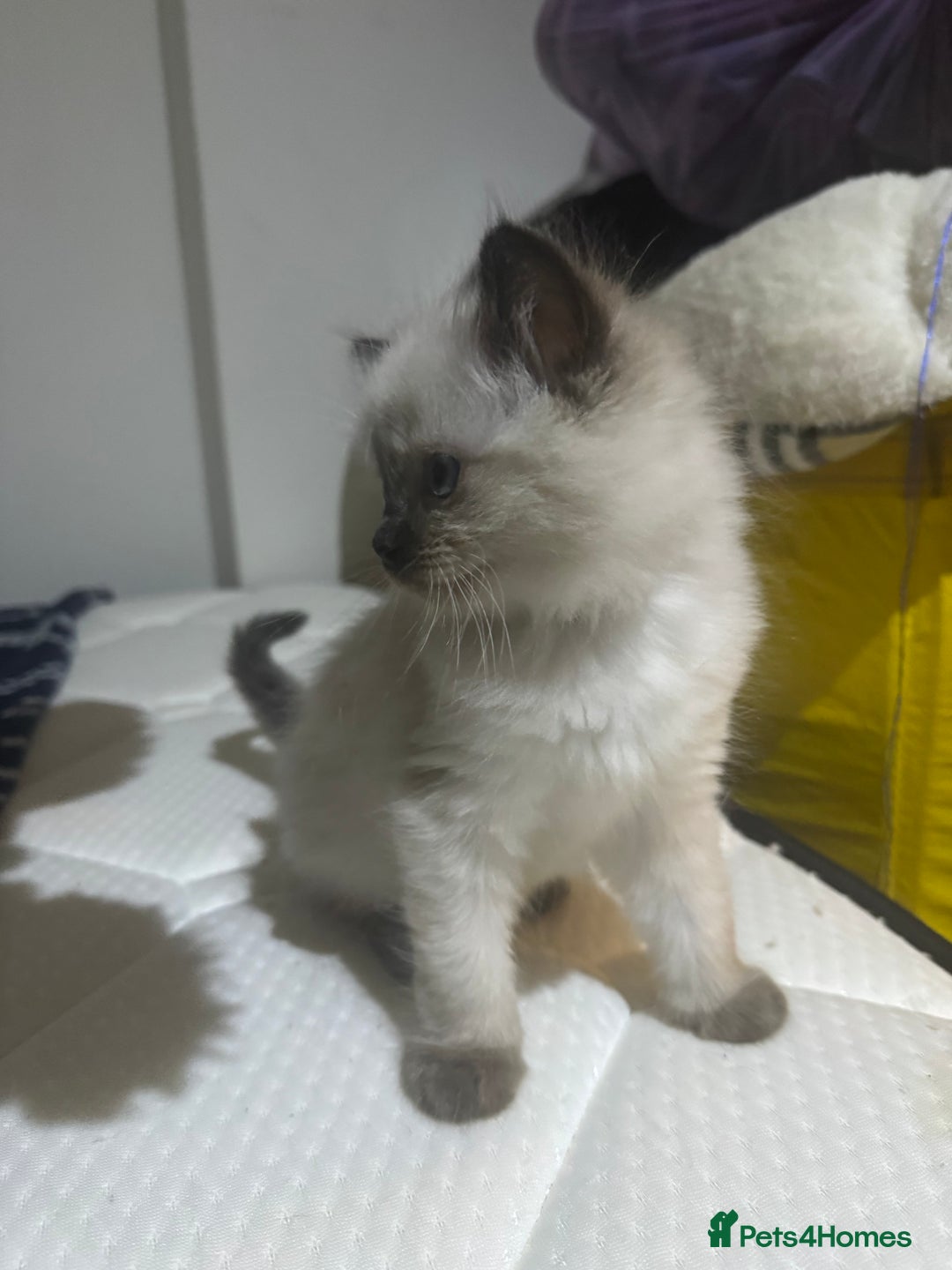 Ragdoll cats for sale: Pure Ragdoll Kittens – 8 Weeks Old–Ready in 2 Days - Advert 12