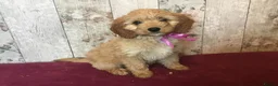 Mixed Breed dogs for sale: Adorable fluffball Cockalierpoo pups - Advert 13