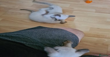 Siamese cats - Advert 9