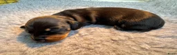 Miniature Dachshund dogs for sale: KC Miniature dachshunds (smooth haired) - Advert 7