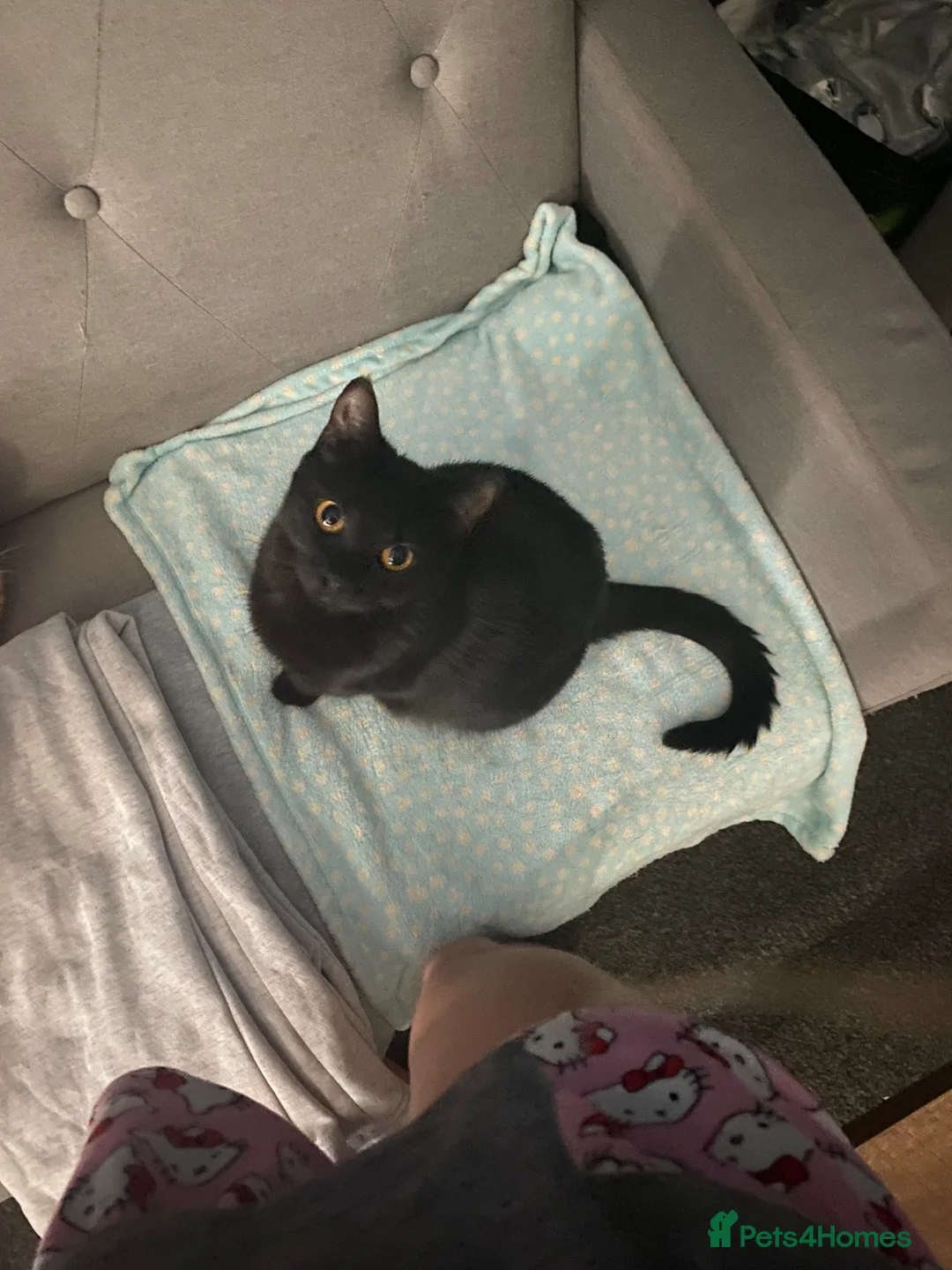 American Shorthair cats for sale: Kittens Wigan in Wigan - Advert 4