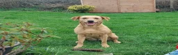 Labrador Retriever dogs for sale: Beautiful Labrador Puppies – Yellow & Fox Red in Crewkerne - Advert 27