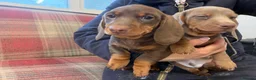 Miniature Dachshund dogs for sale: Mini dachshund 2 smooth boys available  - Advert 14
