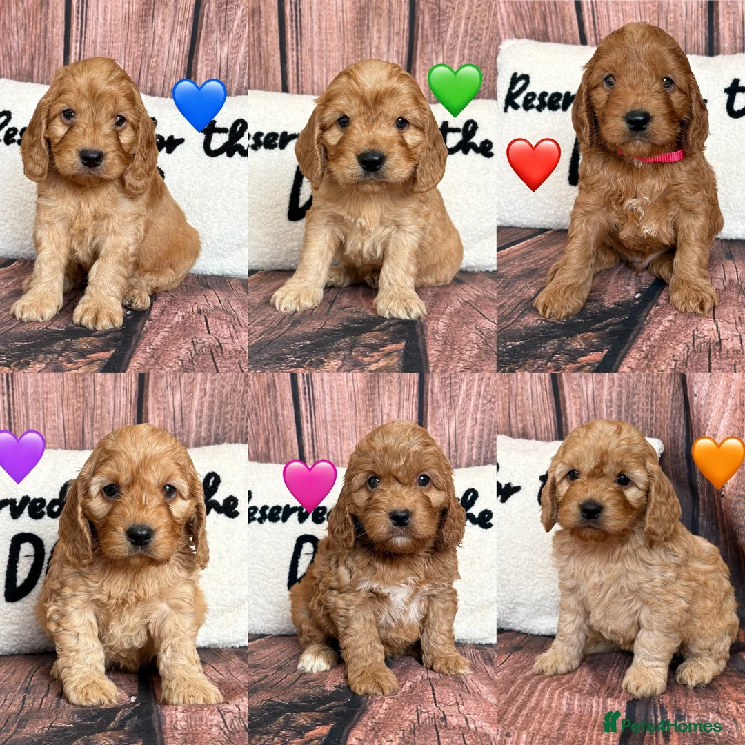 Cockapoo dogs for sale: 6 Outstanding Miniature Cockapoos - Advert 2