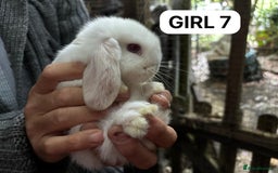 Mini Lop rabbits for sale: Friendly, Handled, Beautiful Baby Bunnies for Sale - Image 29