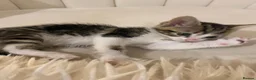 Mixed Breed cats for sale: Two Beautiful 8 Week Old Kittens - Advert 5