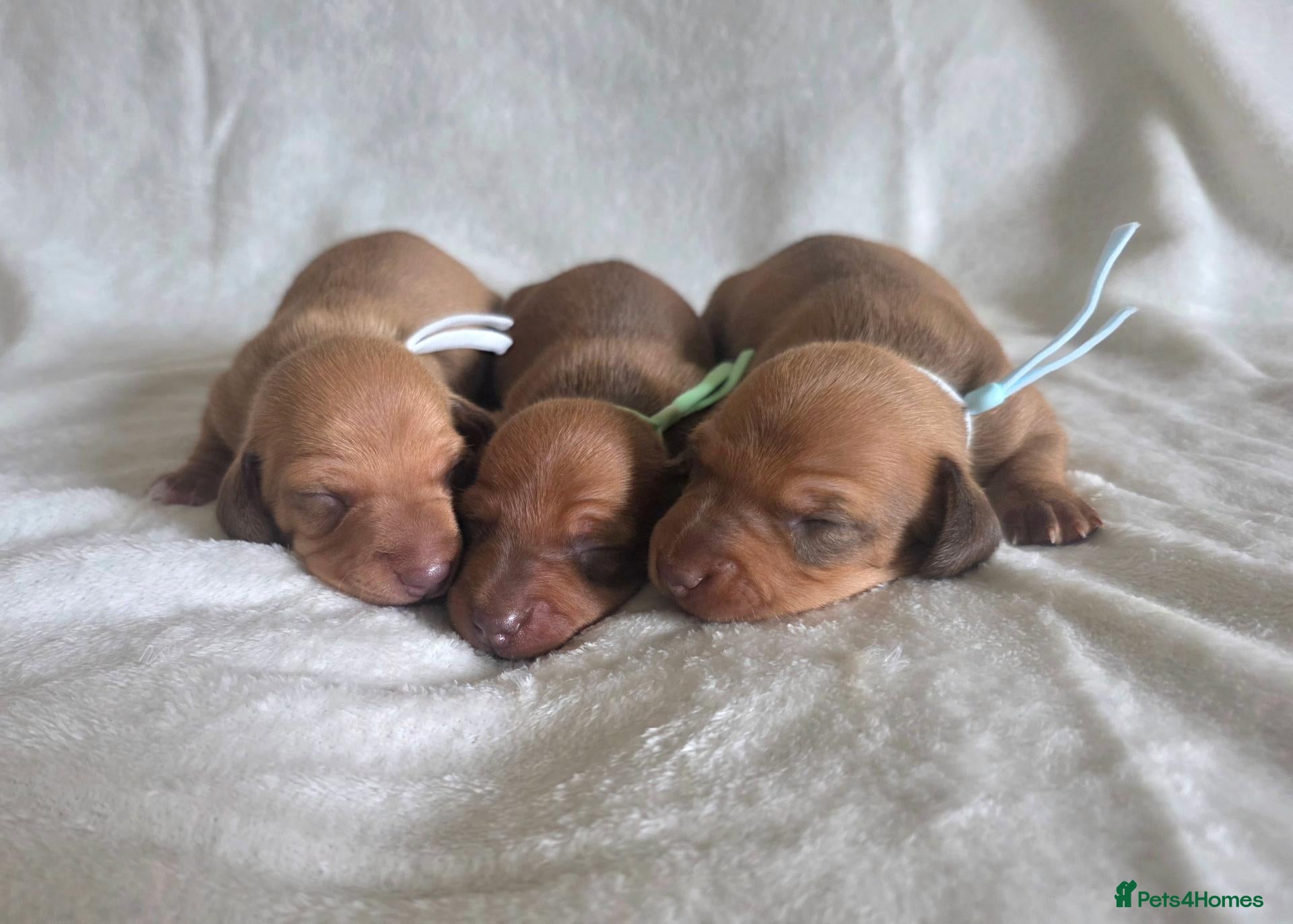 Miniature Dachshund dogs for sale: KC Miniature Dachshunds - Advert 20