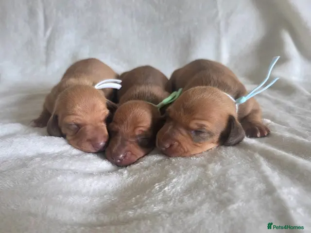 Miniature Dachshund dogs for sale: KC Miniature Dachshunds - Advert 12