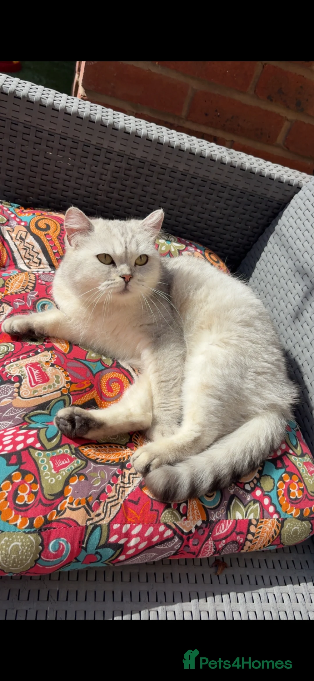 British Shorthair cats for sale: British short hair  in Manchester - Advert 1