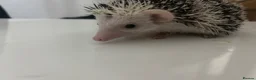 Pygmy Hedgehog rodents for sale: Male & female hedgehog babies - Advert 3
