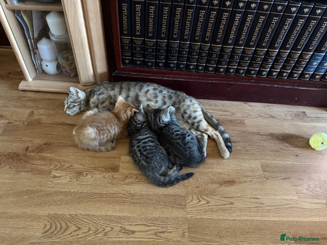 Bengal cats for sale: Gorgeous Bengal / Persian X kittens - Image 4