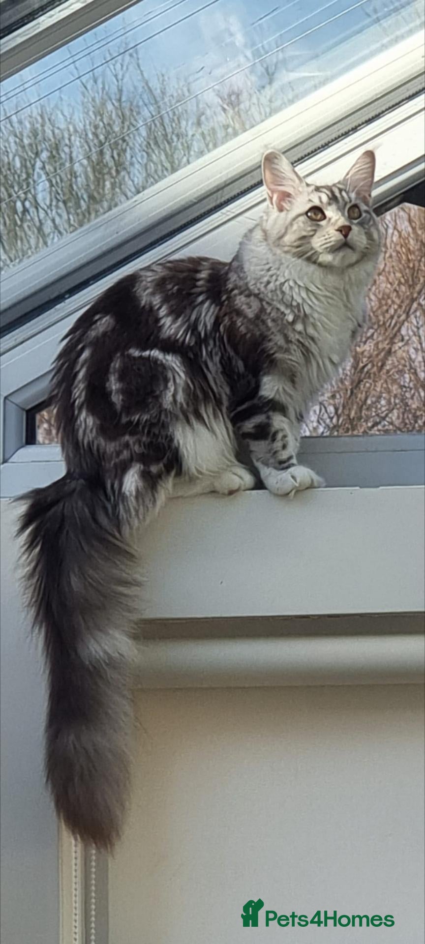 Maine Coon cats Champion blooded stunning kittens  - Advert 6
