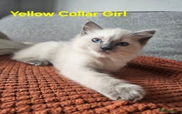 Ragdoll cats for sale: 8 Ragdoll Kittens Ready NOW - Image 7