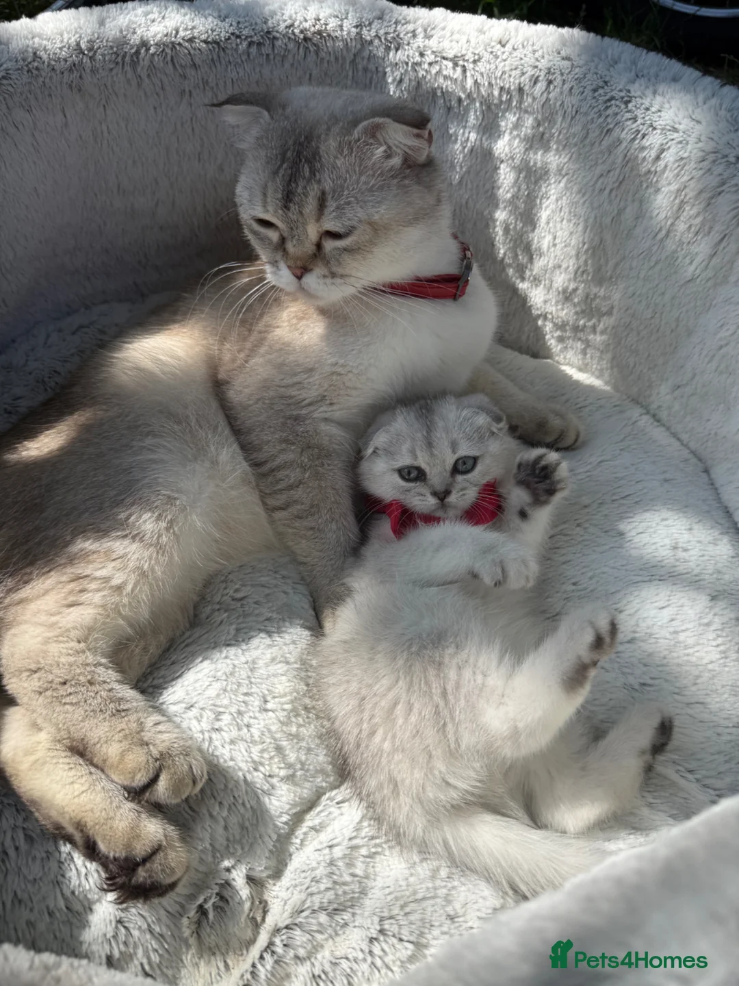Scottish Fold cats for sale: Scottish fold - Advert 1